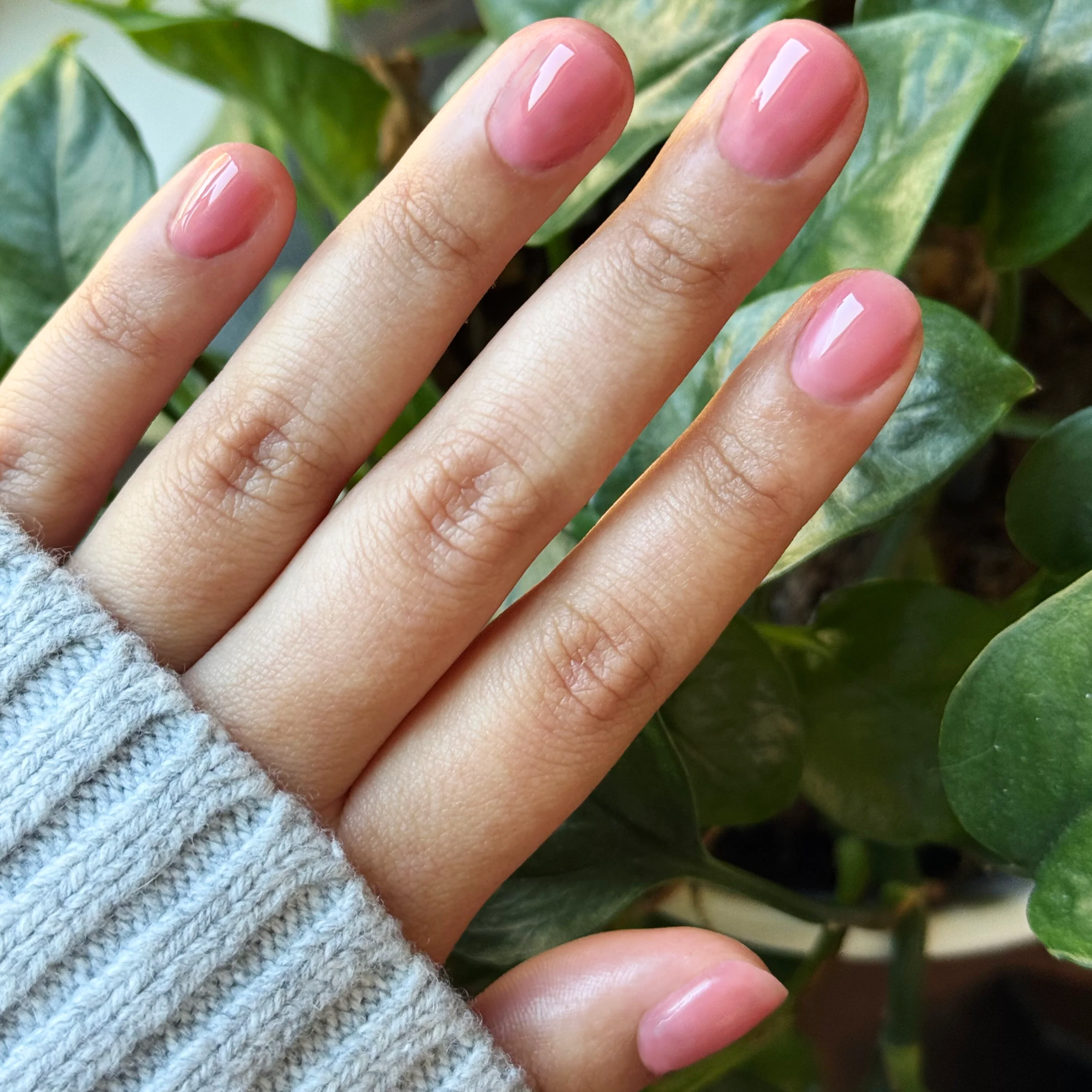 Blush Jelly - Builder Gel - Image 8